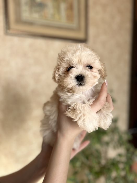 Неймовірно милий карамельний мальтіпу міні