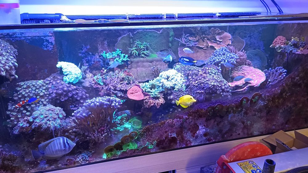 Grzybki Zoa korale morskie