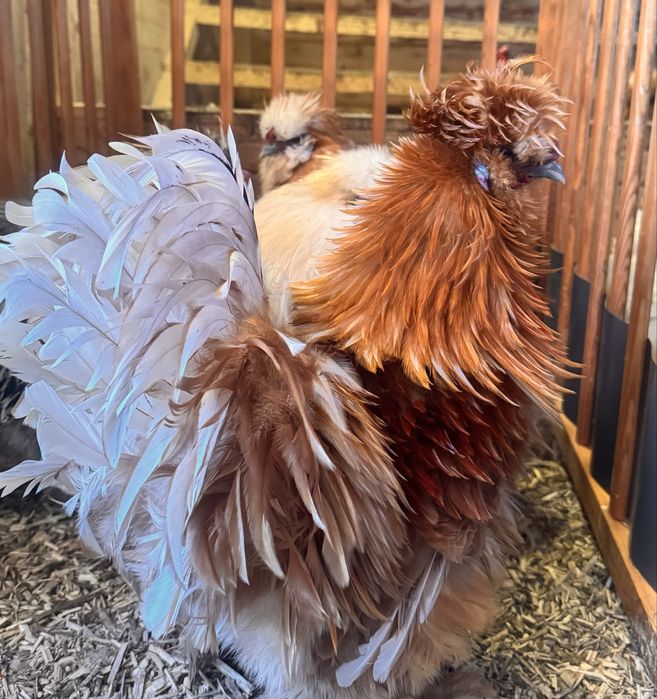 Kogut silka lokowany