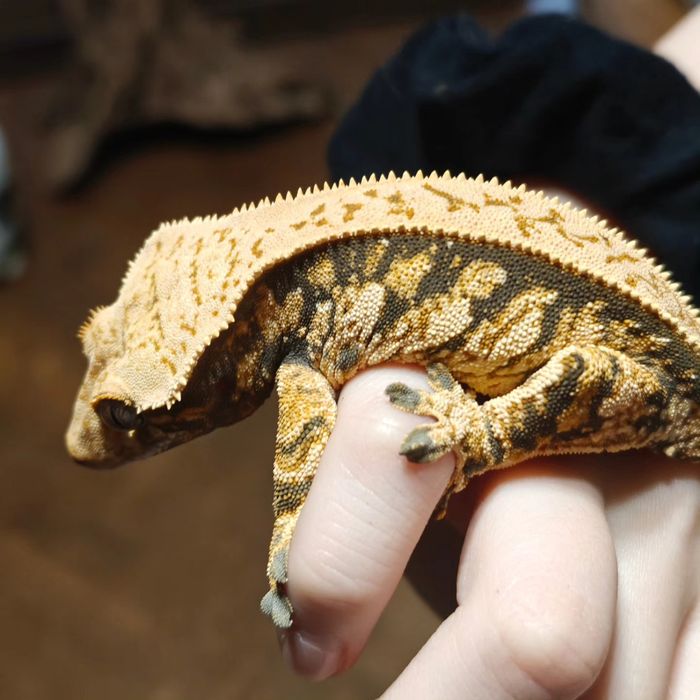 Gekon orzęsiony samica