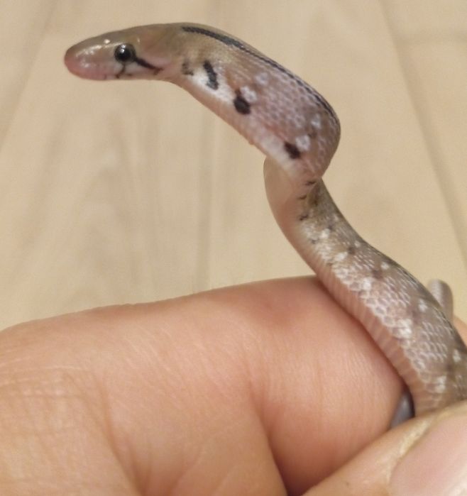 Coeloghnatus helena