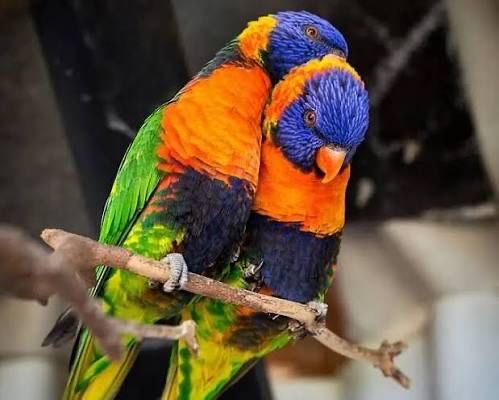 Casal reprodutor de loris rubritorquis