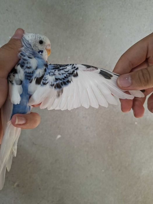 Periquito Arlequim Dominante Azul Cobalto