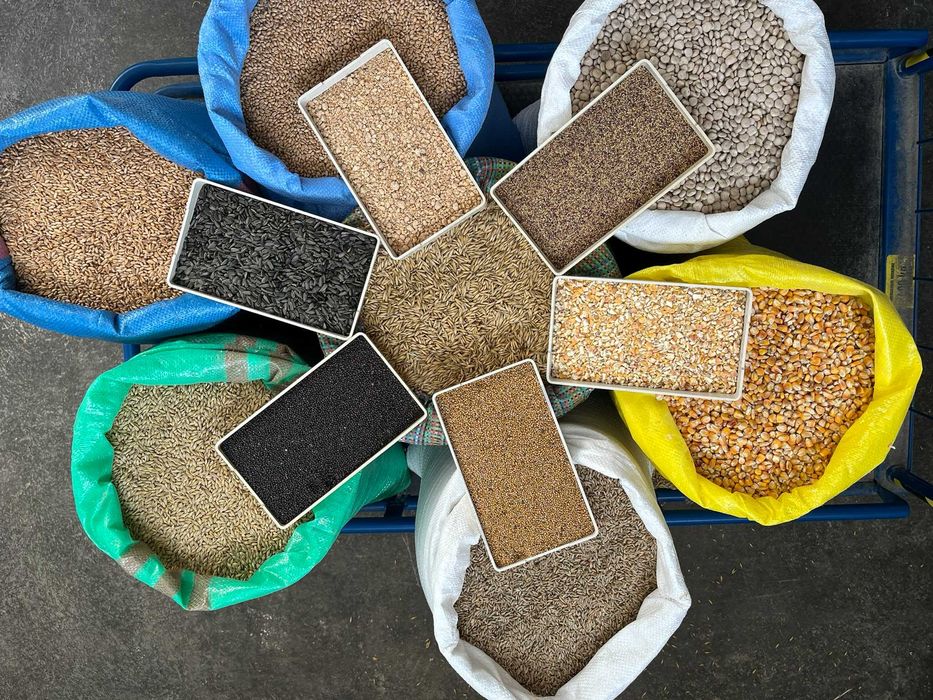 Jęczmień Paszowy czyszczony Ekstra!