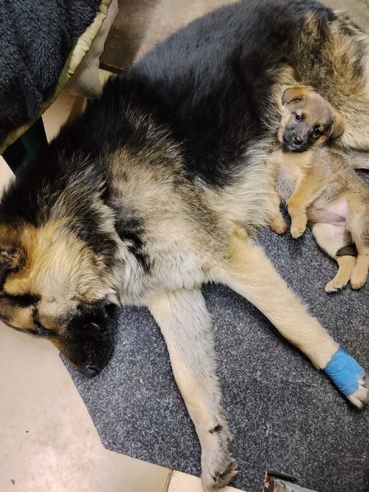 Віддамо цуценят  вівчарки