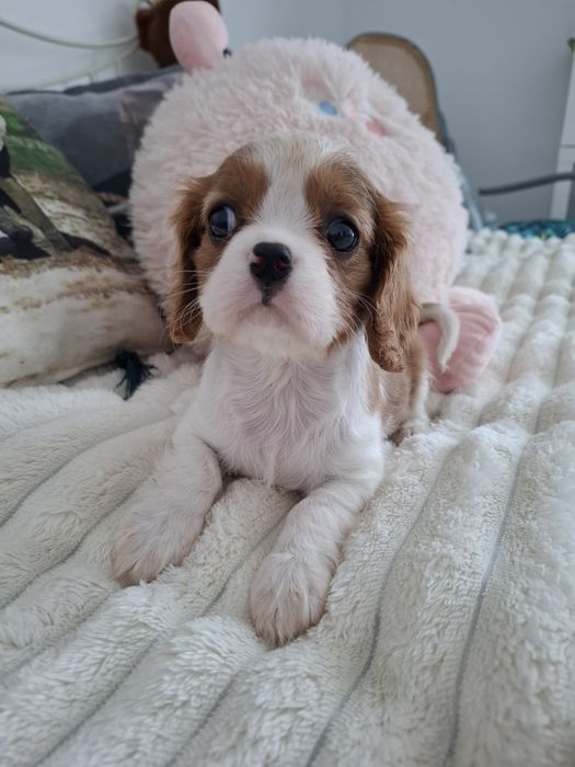 Cavalier King Charles spaniel