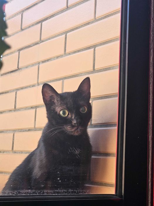 Gata de rua a precisar de um lar.