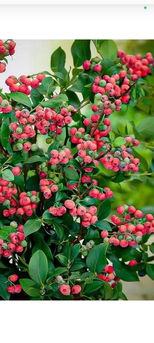 Borówka amerykańska Pink różowa