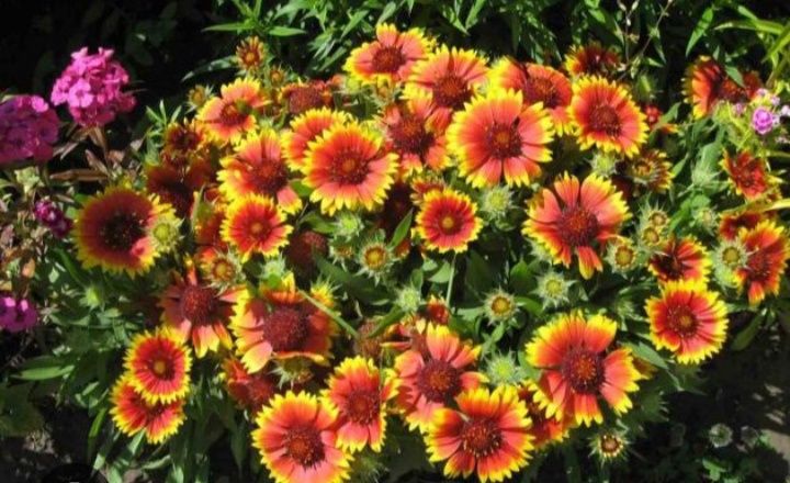 Гейлардія, високоросла.