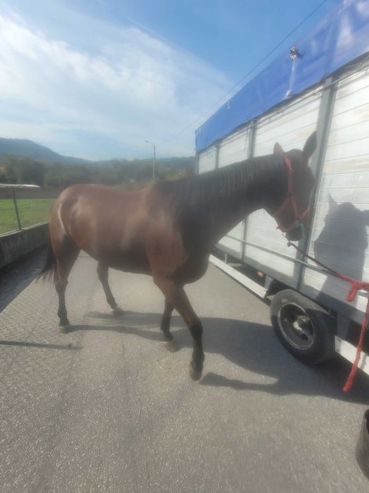 Femea francesa 4 anos