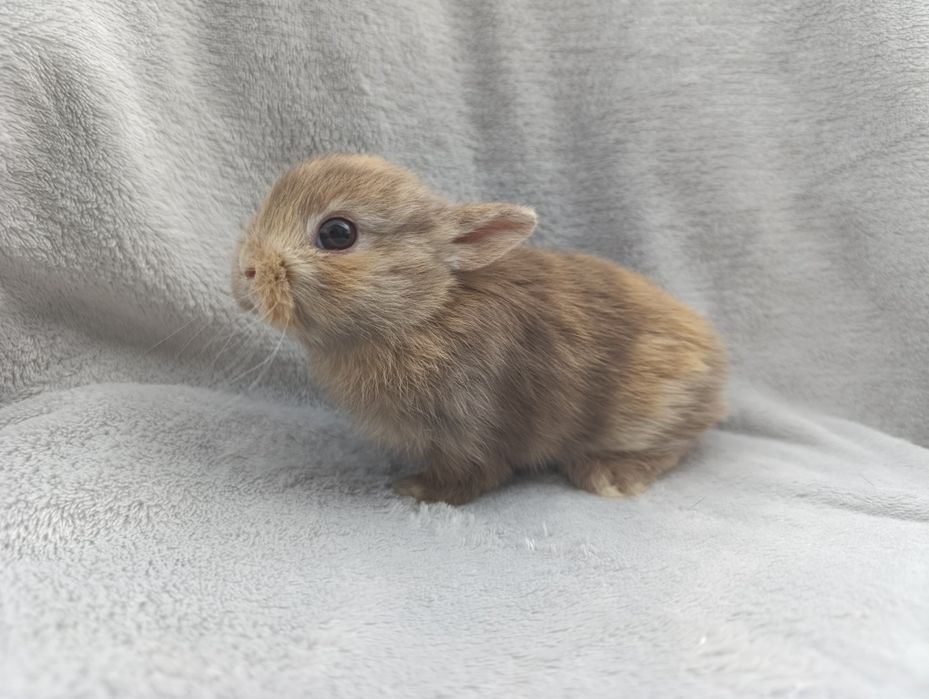 Декоративные карликовые кролики кролик Голландский Нидерландский
