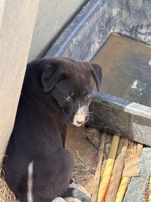 2 cadelas de 3 meses