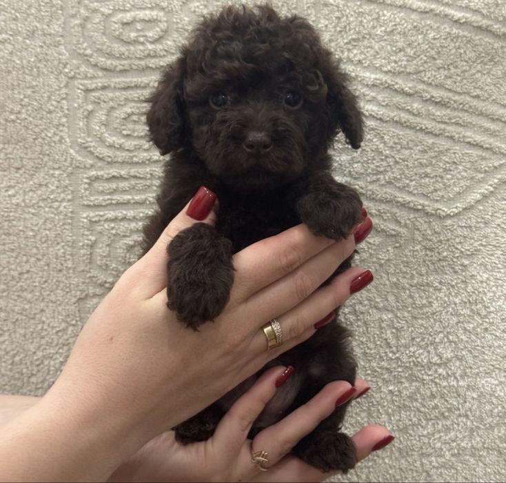 Той пудель шоколадна принцеса