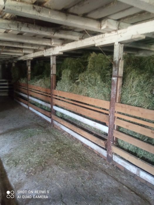 Продам тюкі сіна