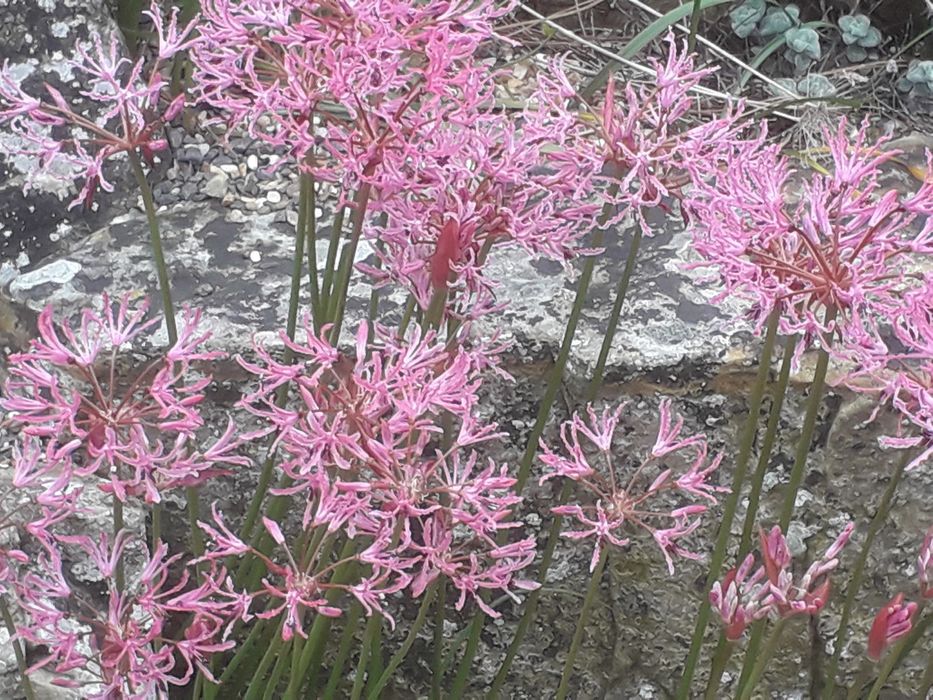 Riclineas das grandes 2€ cada bolbo