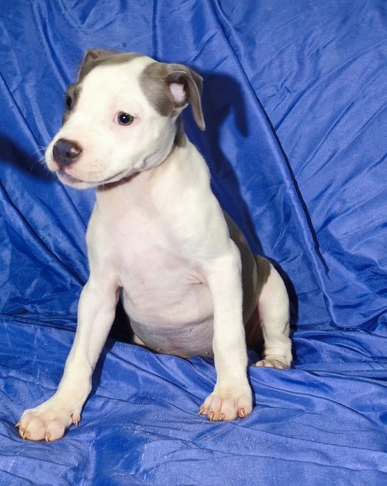American Staffordshire Terrier fêmea blue