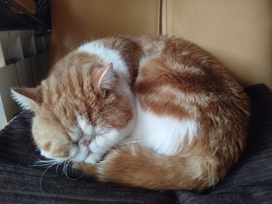 Вязка кота екзота