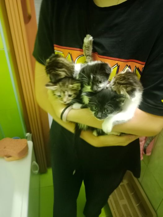 Котята в добрі руки, висловухі дівчинки ,прямовухі хлопчик