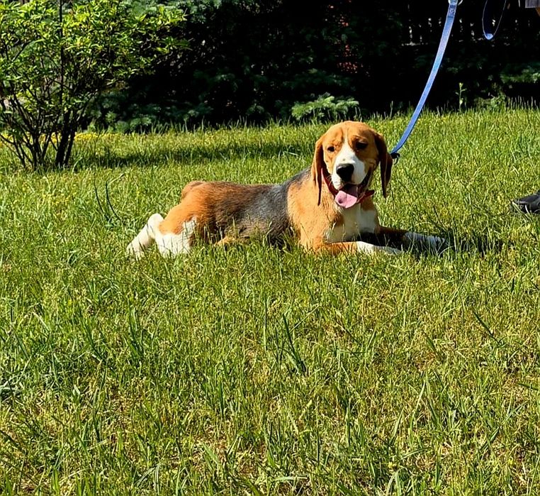 Piękna suczka rasy Beagle z rodowodem