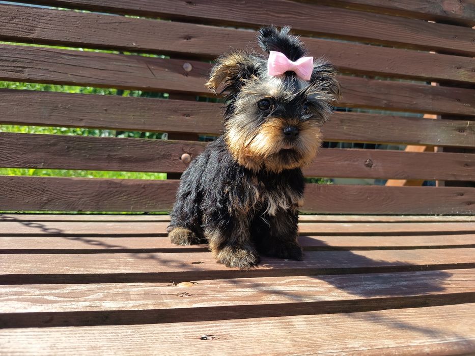 Yorkshire terrier suczka mała