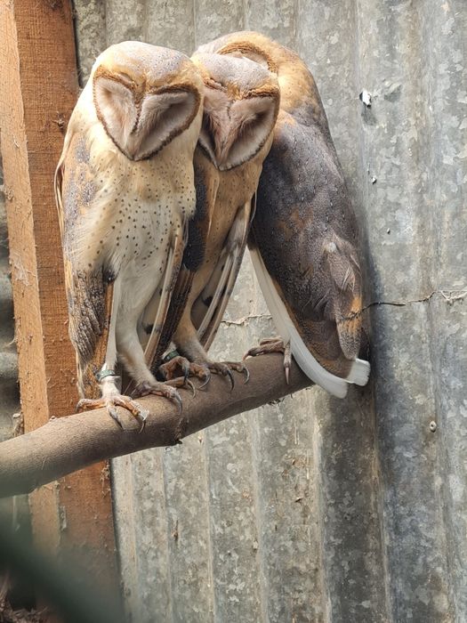 Casal disponível 2026