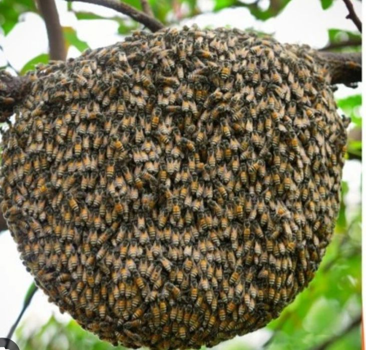 Fasso resgastes de enxames