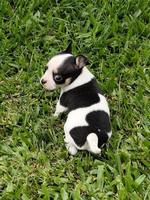 Macho chihuahua disponível