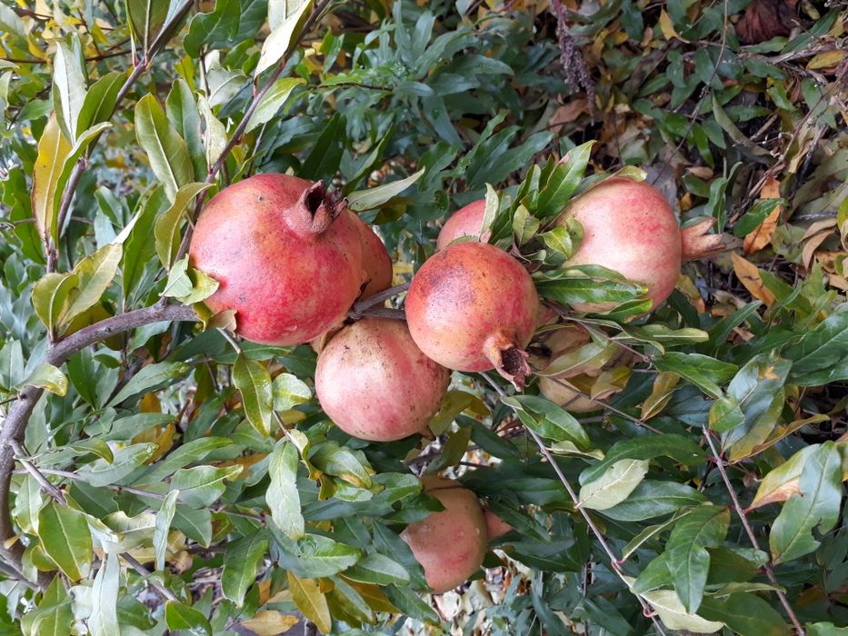 Саженцы граната хурмы персика инжира винограда  плодовых деревьев