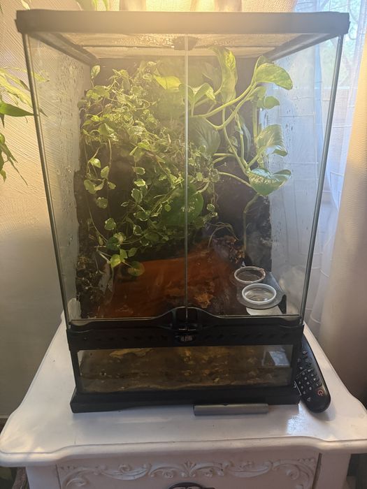 Terrarium z gekonami płaczącymi 30x30x47
