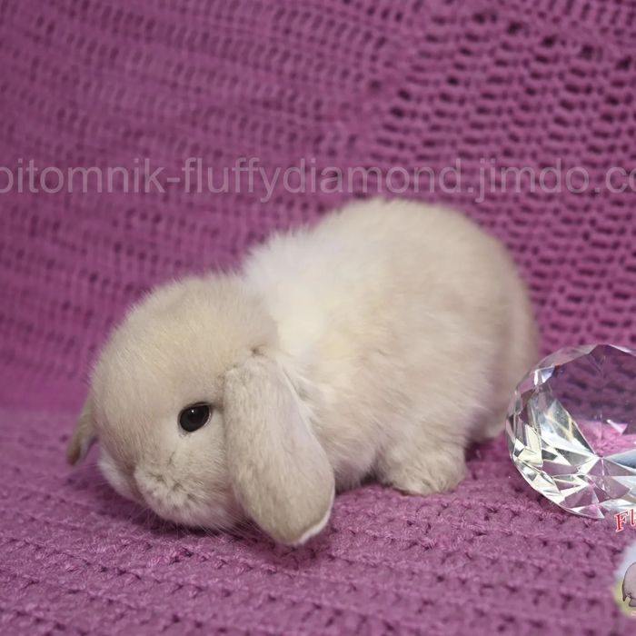 Карликові кролики з розплідника Fluffy Diamond. Великий вибір!Доставка