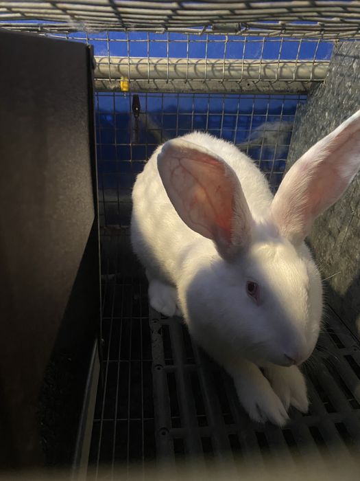 Термонська біла