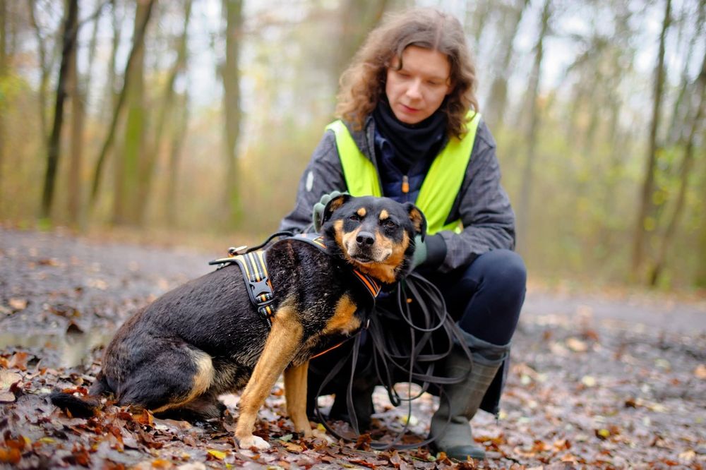 Mini rottweiler czeka na dom