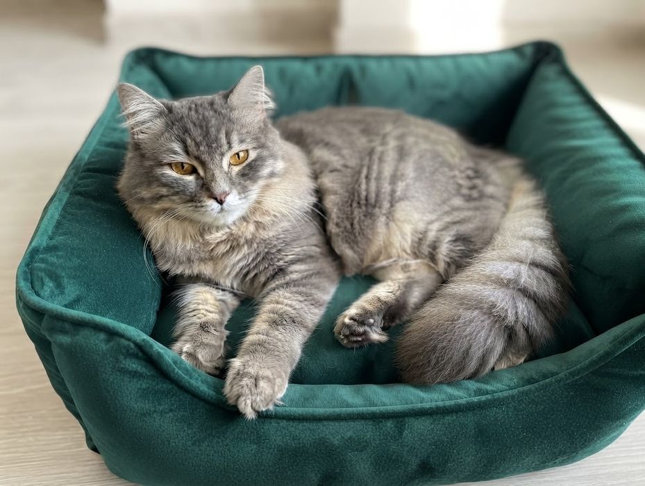 Віддаю в добрі руки котика