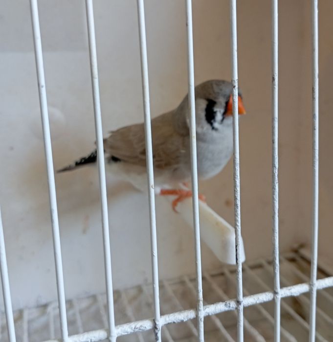 Diamantes mandarins de exposição