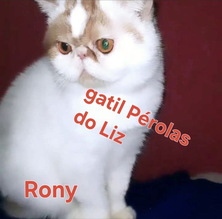 Gatinho  adulto com lop