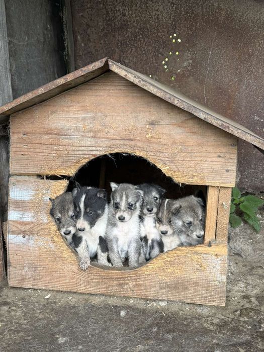 Продам щенят лайки