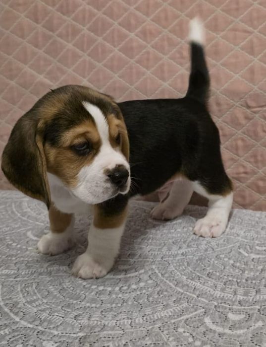 Beagle Szczenię gotowy do odbioru