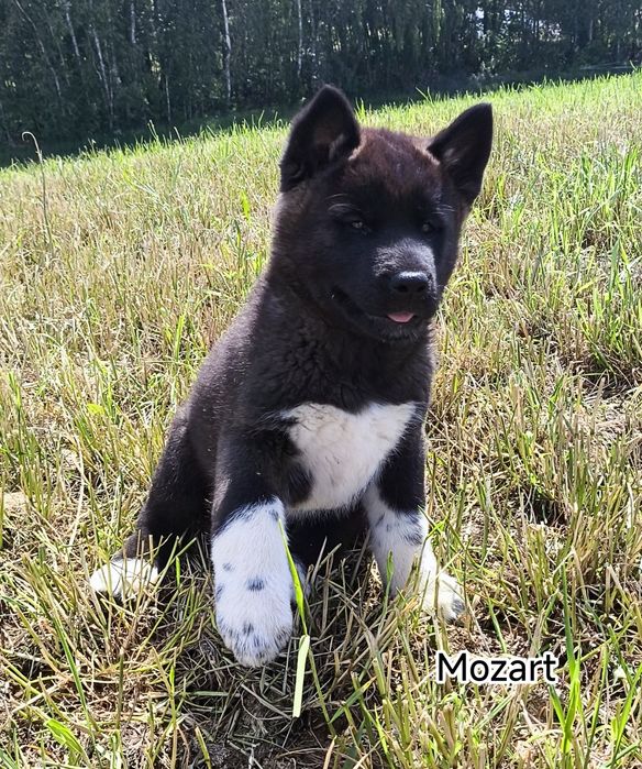 Akita amerykańska PIESEK
