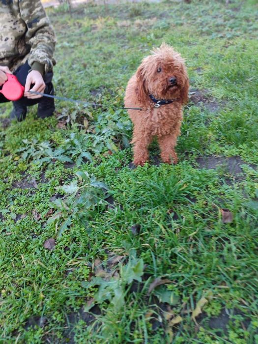 Той пудель в*язка