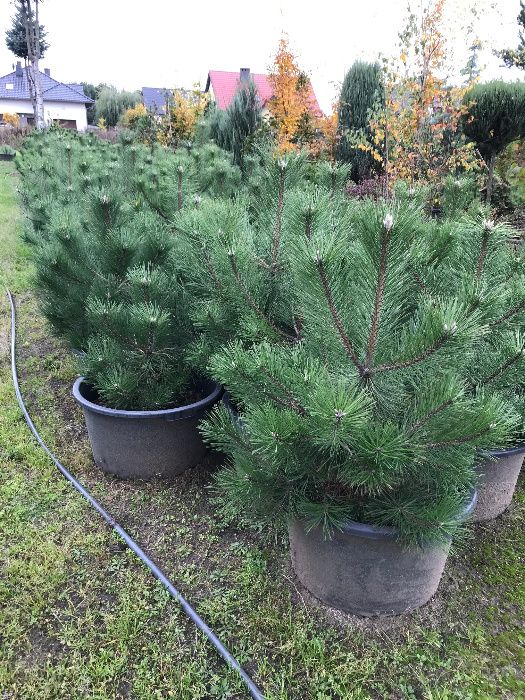 Sosna Czarna 'Pinus Nigra' wys ok. 100cm wys. Leszno wlkp.