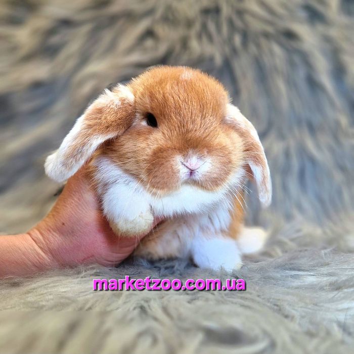 Карликовий міні кролик висловухий баран мини карликові карликовые  кро