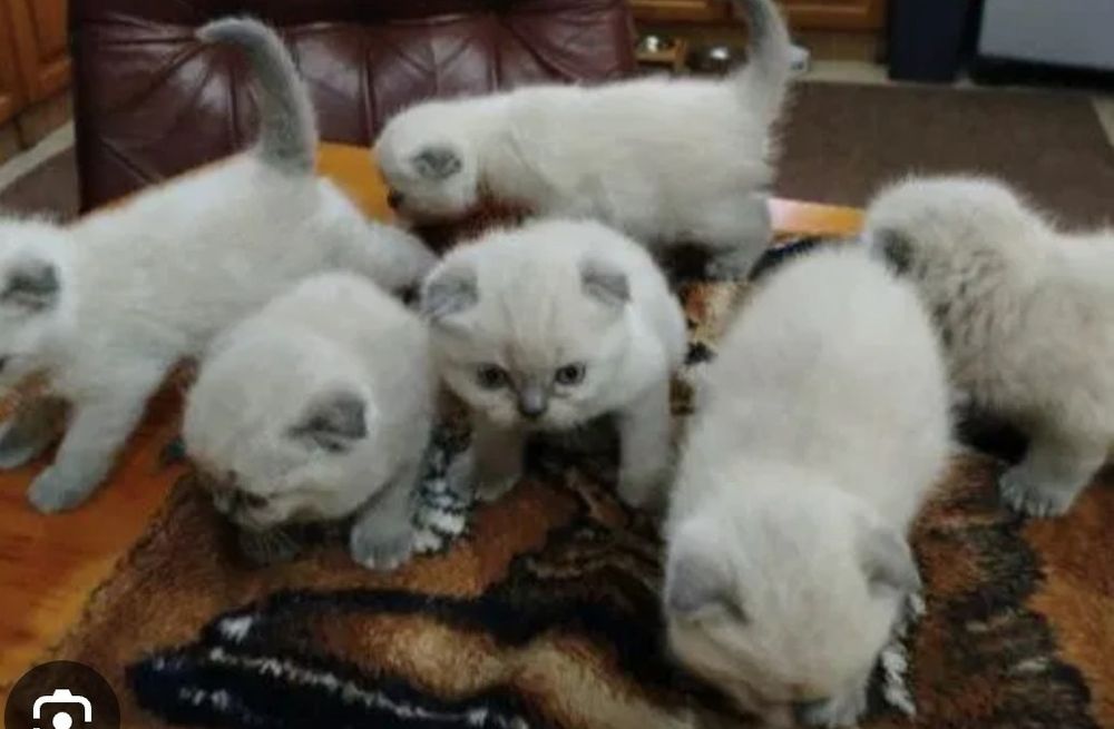 Шотландські кошенята