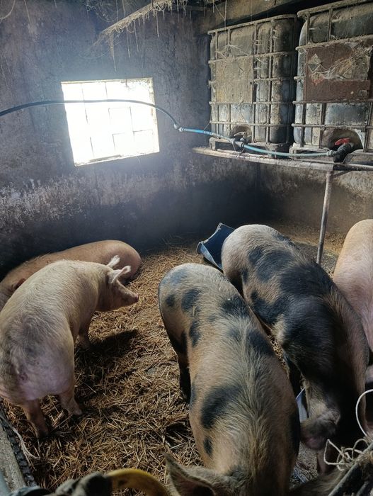 Продам поросята живою вагою