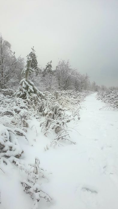 Малютянка. Ділянка 12соток(ОСГ) 600$/сот.