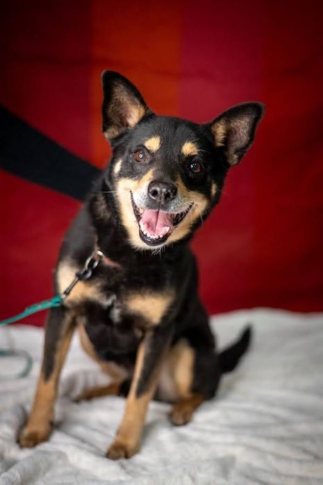 Mały, czarny, starszy kundelek przypominający rasę Shiba Inu. Kochany.