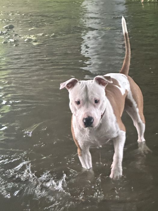 Młody amstaff szuka rodziny