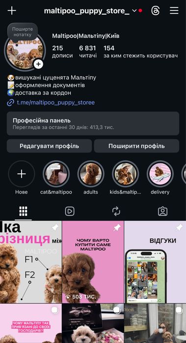 Корейський Мальтипу Capuchino VIP