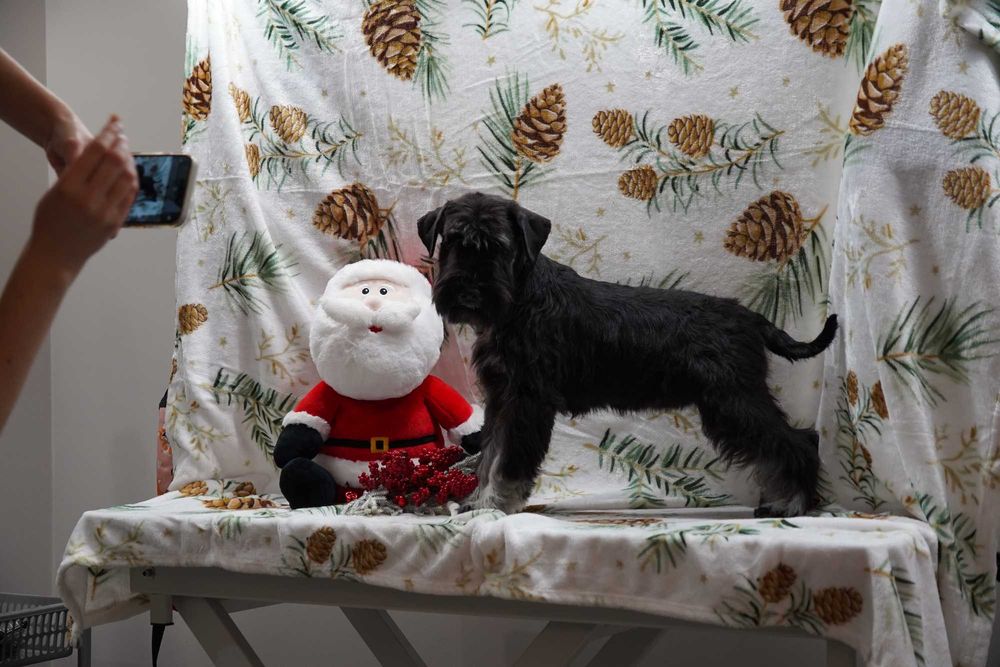 Suczka sznaucer miniaturowy