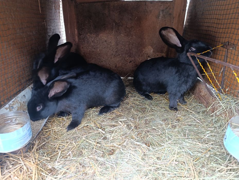 Srokacze niemieckie osc