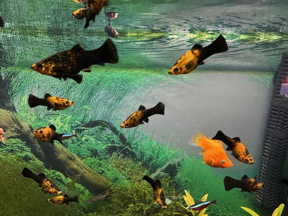 Моллинезия черно-желтая (Poecilia spenops)